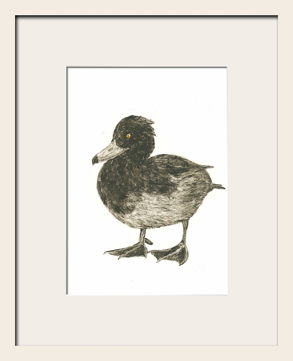 Tufted Duck - Image 2