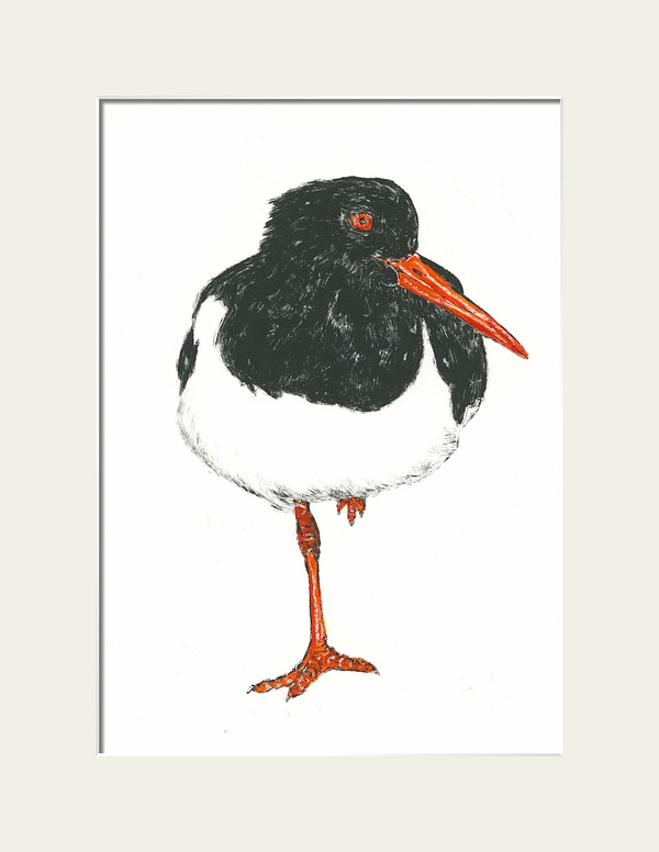 Oyster Catcher - Image 2