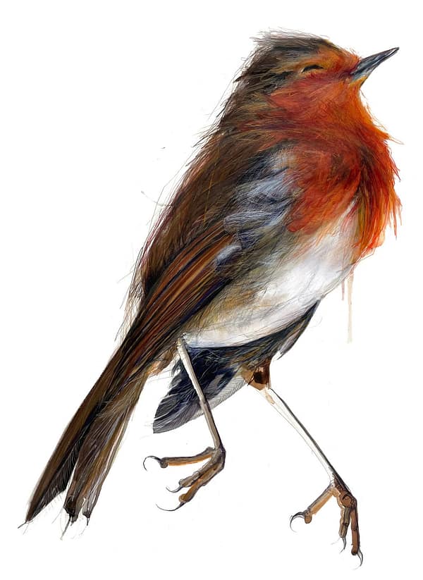 Robin