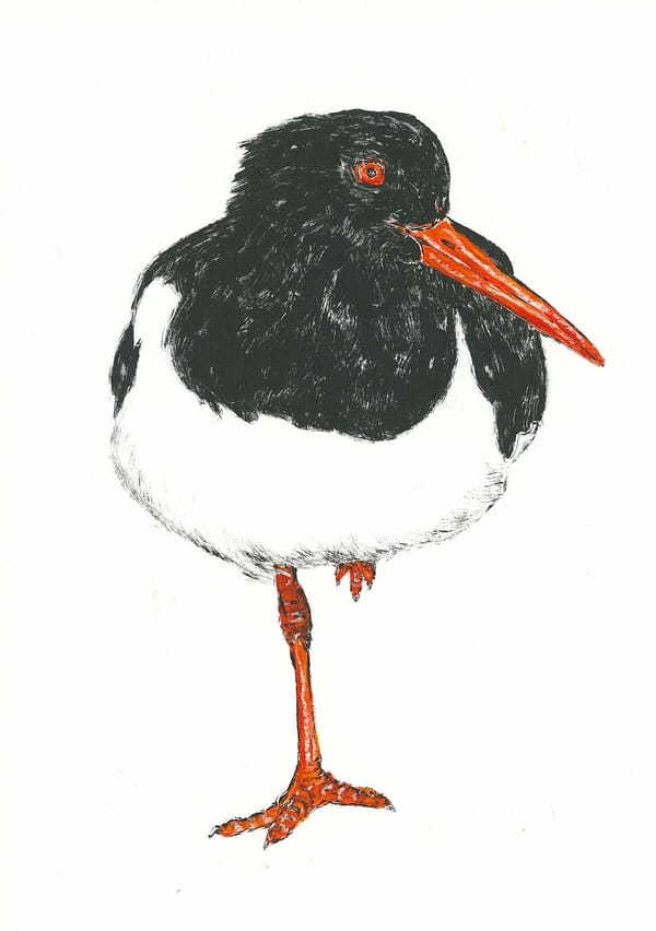 Oyster Catcher