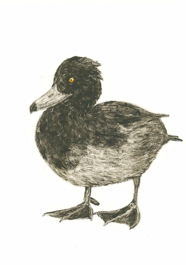 Tufted Duck