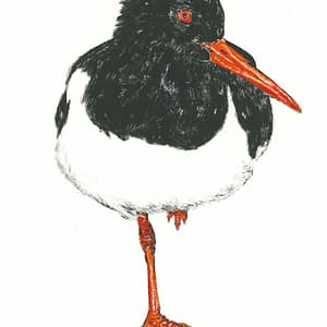 Oyster Catcher