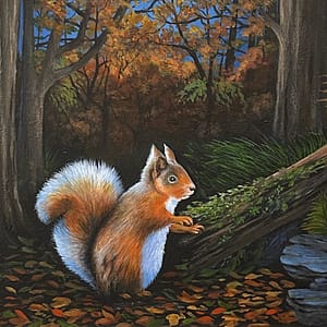 Down in the Woods, Red Squirrel