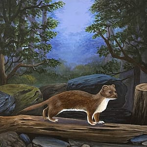 Down in the Woods, Stoat