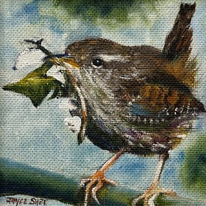 Jenny Wren