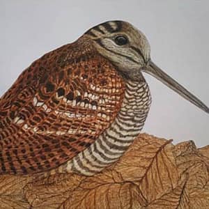 Woodcock by Carles Casasin